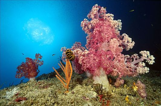 几个,软珊瑚,小,柳珊瑚目,海百合,头部,石头,安达曼海,泰国