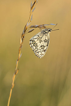 白蝴蝶,草叶,黑森州,德国,欧洲