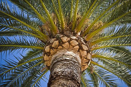 地中海,棕榈树,树梢
