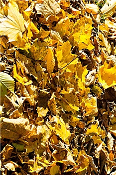黄叶,秋日树林,晴天