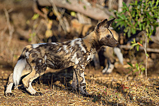 非洲野狗,非洲野犬属,小动物,禁猎区,南非,非洲