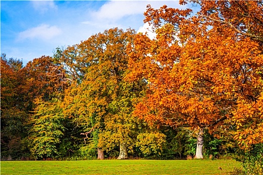 树,秋色,公园