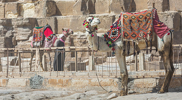 埃及人,骆驼,吉萨金字塔,背景,旅游胜地,骑马,传统,古老,沙漠,埃及,旅游,非洲