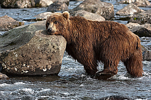 棕熊,擦,迎面,石头,堪察加半岛,俄罗斯