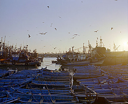 摩洛哥,苏维拉,港口,日出,非洲,北非,城市,海洋,船,渔港,鱼,切割器具,鸟,海鸥,逆光,早晨,黎明,自然风光,无人,划艇,蓝色