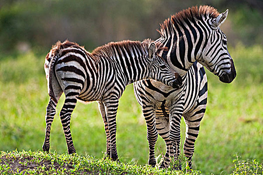 非洲,坦桑尼亚,斑马,塔兰吉雷国家公园