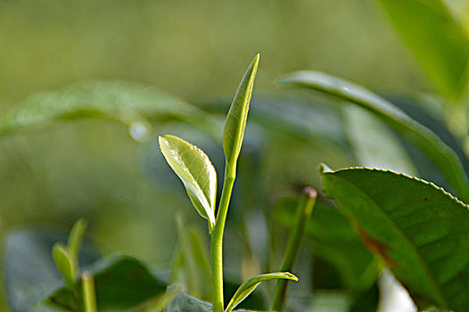 海南白沙绿茶