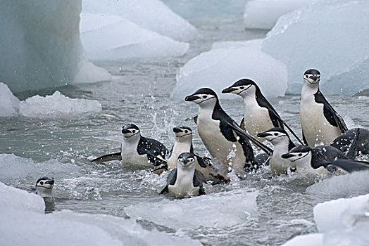 帽带企鹅,阿德利企鹅属,冰,南,奥克尼群岛,南极