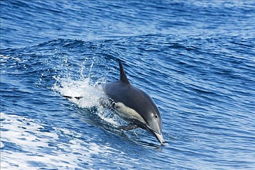 墨西哥,常见海豚,真海豚,一个,鱼群,上方,太平洋,地表水流