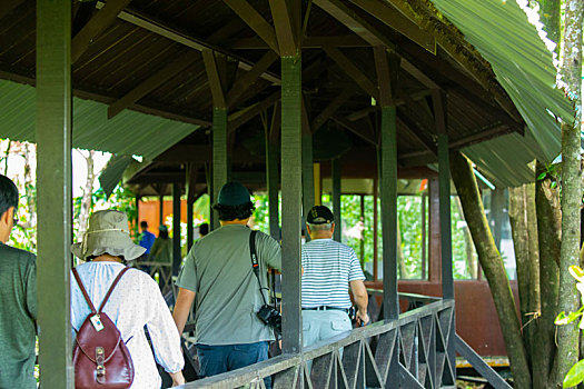 马来西亚婆罗洲沙巴山打根,动物保育园区的游客