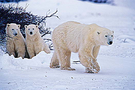北极熊,幼兽,母兽,丘吉尔市,曼尼托巴,加拿大