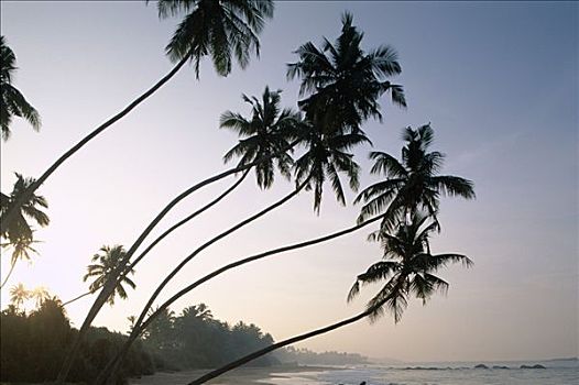 乌纳瓦图纳,海滩,棕榈树,日落,斯里兰卡