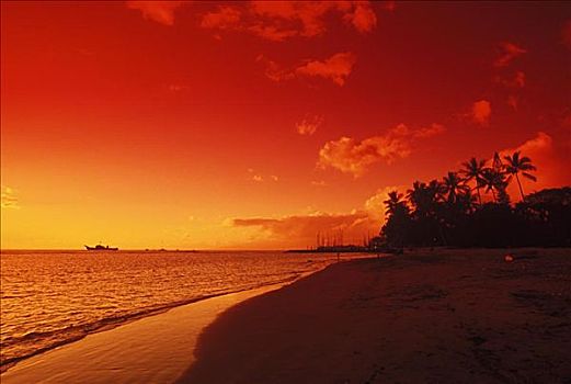 剪影,棕榈树,海滩,黄昏,夏威夷,美国