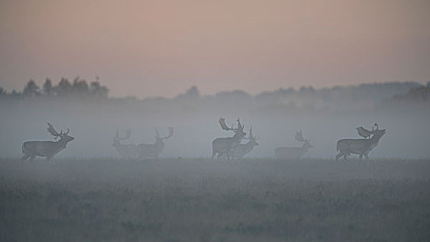 扁角鹿,公鹿,发情,地面,雾气,晨光,西兰岛,丹麦,欧洲