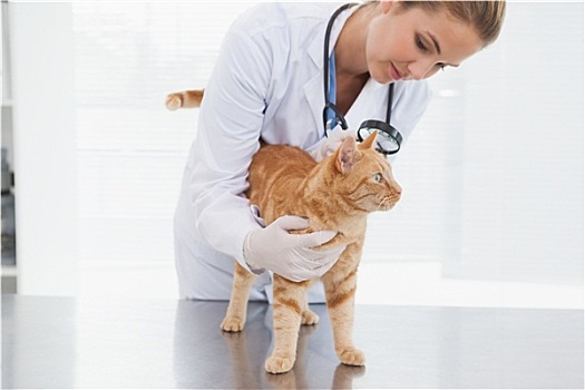 兽医,检查,猫,皮肤