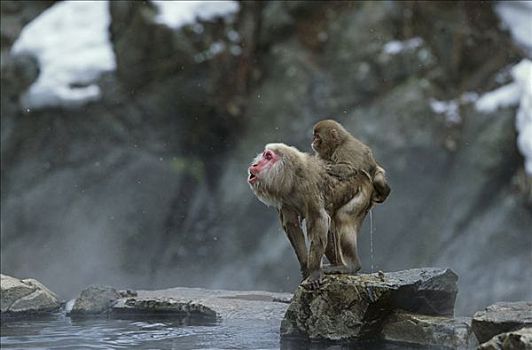 日本猕猴,雪猴,成年,边缘,温泉,高原,国家公园,日本