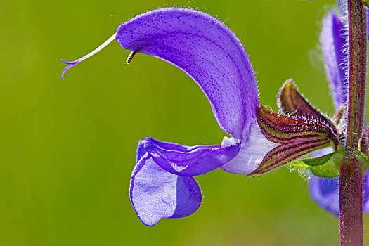 草地,鼠尾草,花