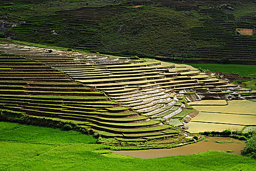 madagascar,ambalavao,spectacular,green,ricefield,in,rainy,season