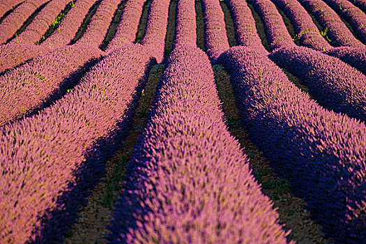 排,盛开,紫色,薰衣草,瓦伦索高原,法国,欧洲