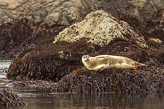 太平洋,斑海豹,靠近,加利福尼亚,美国