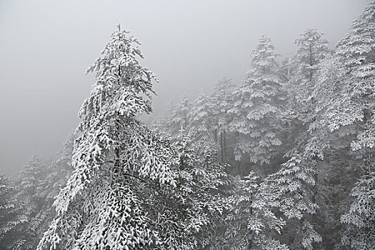 成都西岭雪山