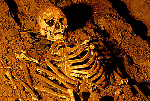 头骨,骨骼,石头,岁月,切达干酪,男人,博物馆,史前,英格兰,英国,欧洲