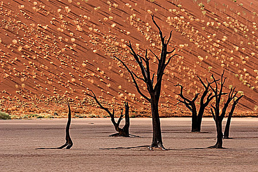 枯木,正面,沙丘,死亡谷,索苏维来地区,纳米布沙漠,纳米比亚,非洲