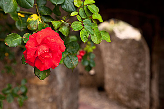 红玫瑰,墙壁,埃兹,普罗旺斯,法国