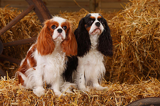 查尔斯王犬,母狗,布伦海姆,三种颜色,坐,靠近,相互,稻草