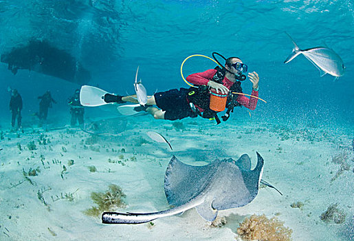 开曼群岛,大开曼岛,水下视角,潜水,南部黄貂鱼,浅水,靠近,加勒比海