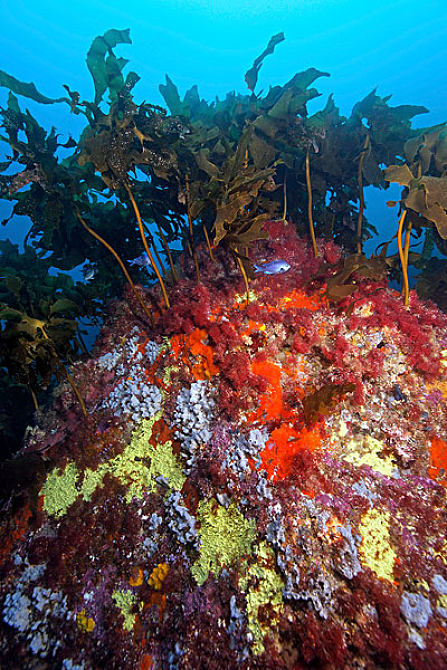 题:海藻,树林,彩色,海绵,北岛,新西兰,太平洋,水下 英 文:kelp forest