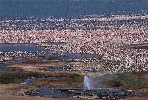 成群,火烈鸟,间歇泉,鸟,柏哥利亚湖,肯尼亚,非洲,动物