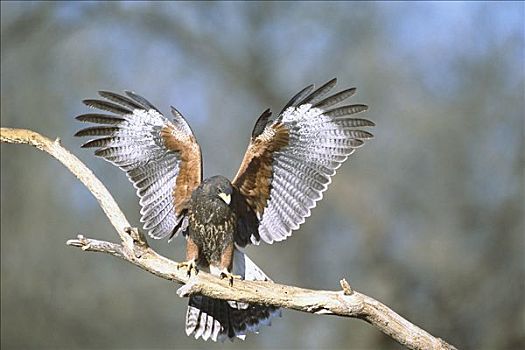 老鹰,栗翅鹰,栖息,枝头,展翅,东南部,亚利桑那