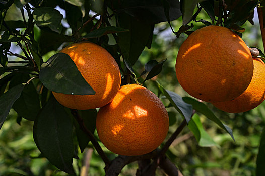 树上的橙子