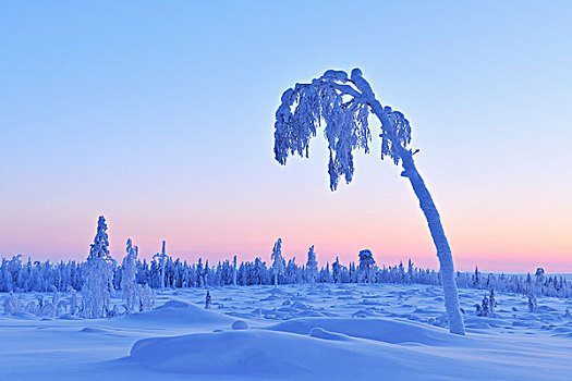 积雪,树,黄昏,北方,芬兰