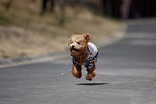 奔跑的泰迪熊