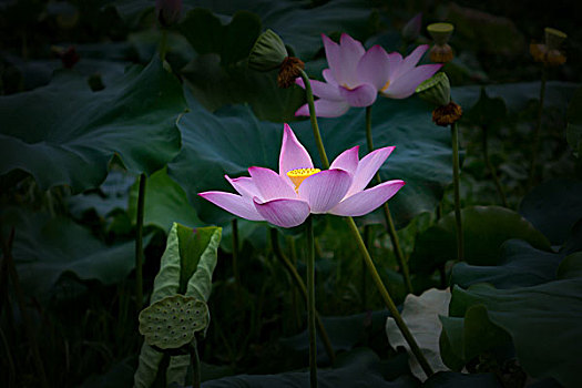 荷花,荷塘,2017秋荷－接天蓮葉無窮碧,映日荷花別樣紅