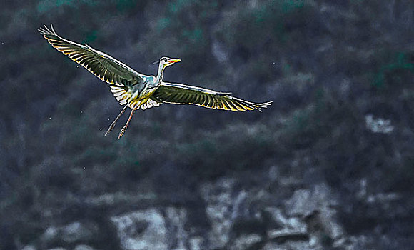 苍鹭heron