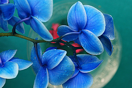 花瓶,兰花,特写,蓝色