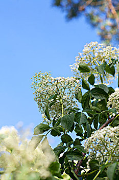 接骨木花