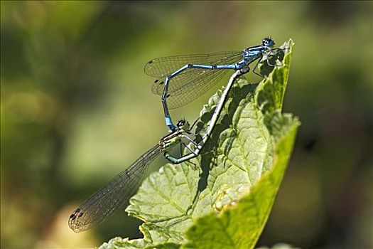 蔚蓝,蜻蛉,青細蟌,普通,蜻蜓目,蜻蜓,雄性,雌性,交配