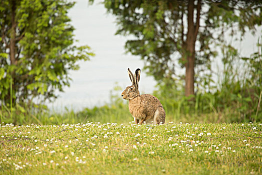 欧洲野兔,坐,草,芬兰