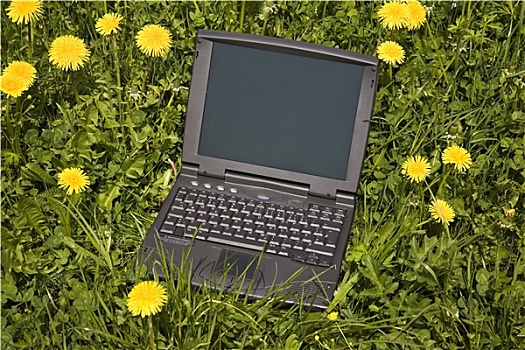 草地,笔记本电脑