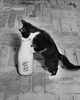 小猫,喝,牛奶,室外,瓶子