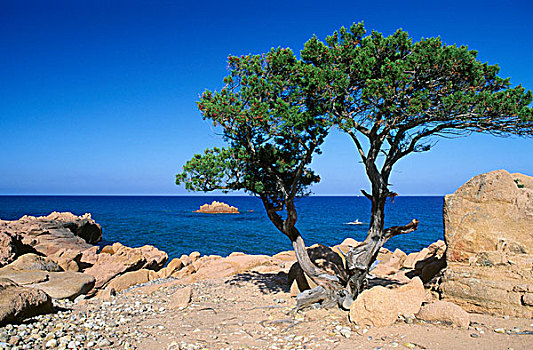 松树,海岸,码头,萨丁尼亚,意大利,欧洲