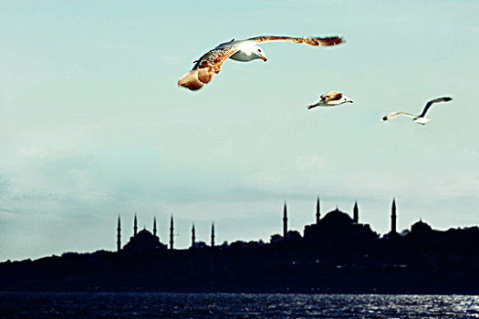 三个,海鸥,飞行,上方,蓝色清真寺,圣索菲亚教堂,尖塔,剪影,欧洲,伊斯坦布尔,土耳其