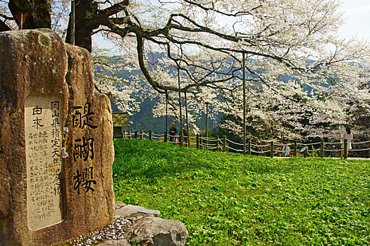 树,樱花,冈山,日本