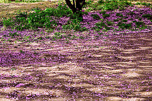 满地的粉色樱花花瓣