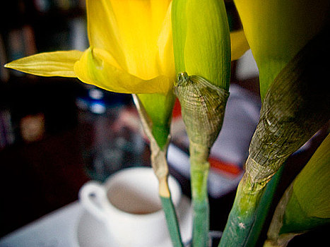 花,咖啡杯,书桌