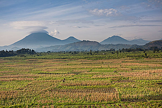 风景,区域,人口稠密,灭绝,火山,梯田,农事,背景,大猩猩,国家公园,上升,天空,非洲